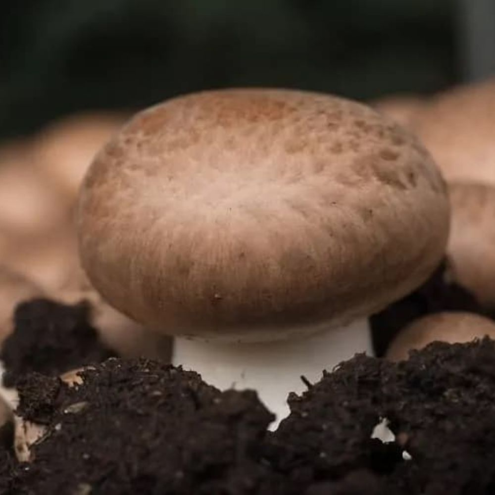Mushroom Portobello Packet