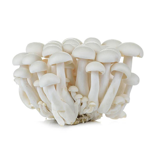 Mushroom Shimeji white
