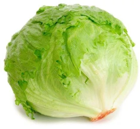خس مدور [سلطنة عمان]