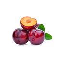 Plum [Syria]
