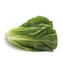 Romaine Lettuce [Oman]
