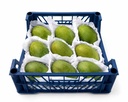 Mango Timur [Egypt]